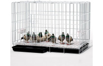 Show cages for pigeons